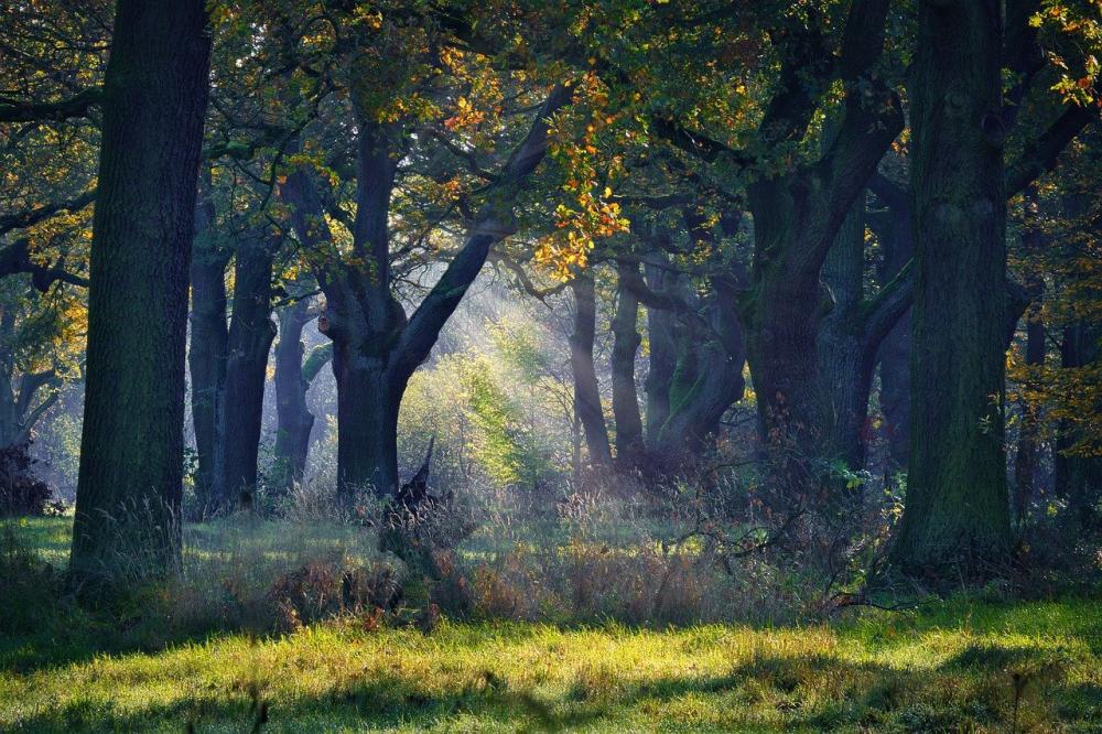 Scierie Chêne près de Allemagne
